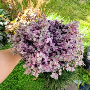 Callisia Repens Pink Panther Live Plant – Pink Lady in 2