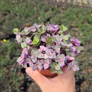 Callisia Repens Pink Panther Live Plant – Pink Lady in 2