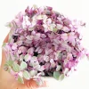 Callisia Repens Pink Panther Live Plant – Pink Lady in 2" or 4" Pot - Image 1