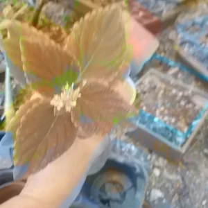 Campfire Coleus Live Plant - 5-8 Inches Tall, Organic Peat Grown Houseplant - Image 2