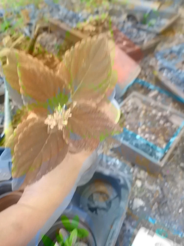 Campfire Coleus Live Plant - 5-8 Inches Tall, Organic Peat Grown Houseplant - Image 2