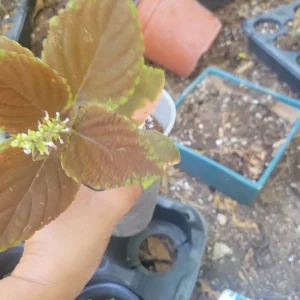 Campfire Coleus Live Plant - 5-8 Inches Tall, Organic Peat Grown Houseplant - Image 3