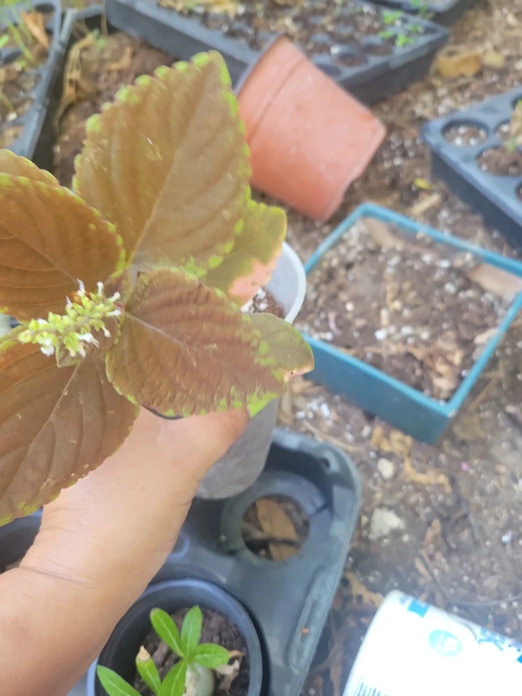 Campfire Coleus Live Plant - 5-8 Inches Tall, Organic Peat Grown Houseplant - Image 3
