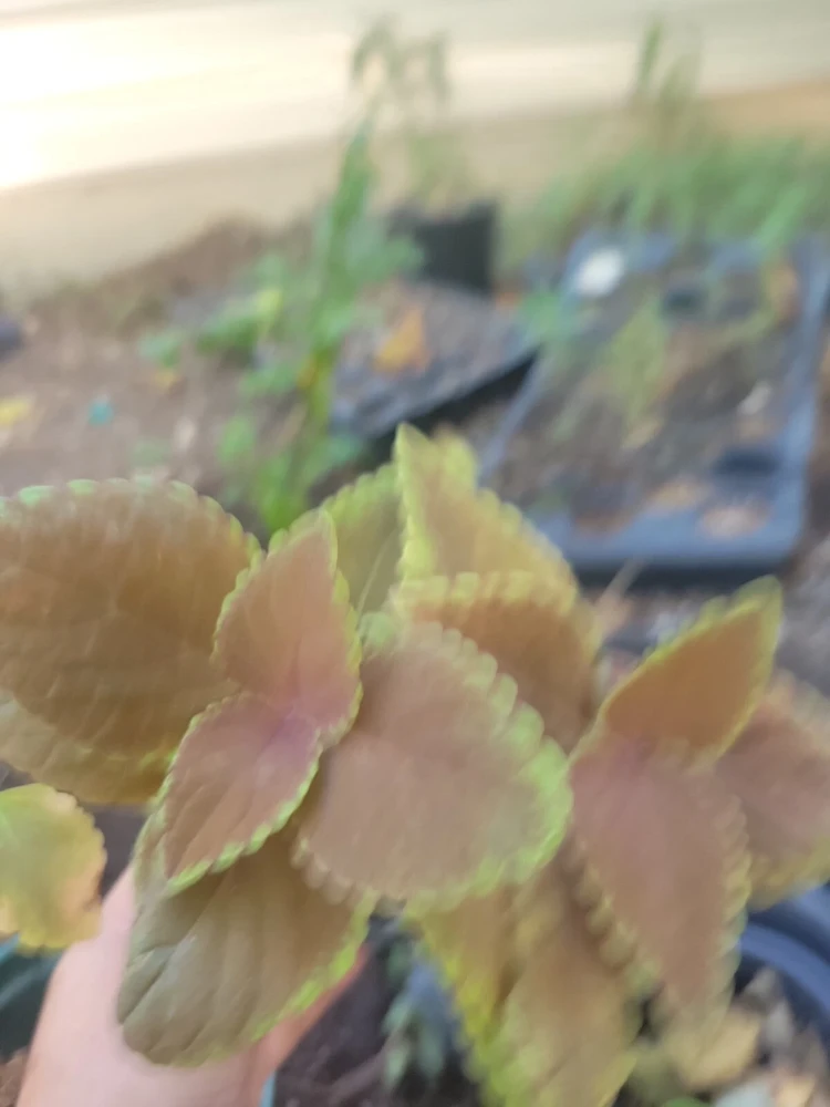 Campfire Coleus Live Plant - 5-8 Inches Tall, Organic Peat Grown Houseplant - Image 4