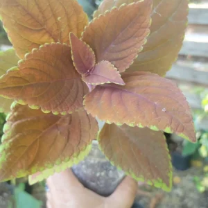 Campfire Coleus Live Plant - 5-8 Inches Tall, Organic Peat Grown Houseplant - Image 1