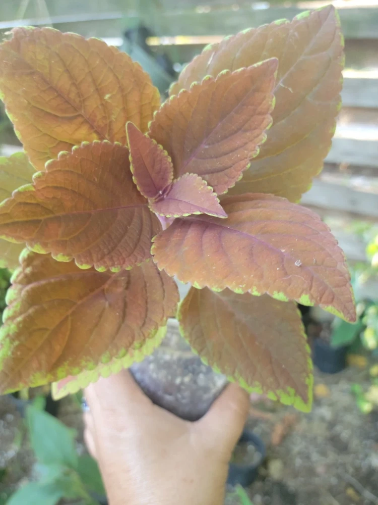 Campfire Coleus Live Plant - 5-8 Inches Tall, Organic Peat Grown Houseplant - Image 1