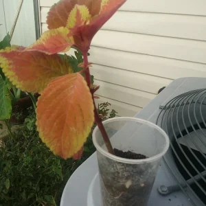 Campfire Coleus Live Plant - Organic, 5-8 Inches Tall, Houseplant - Image 2