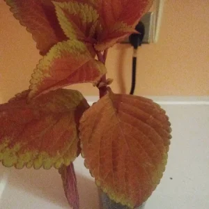 Campfire Coleus Live Plant - Organic, 5-8 Inches Tall, Houseplant - Image 3