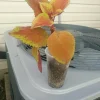 Campfire Coleus Live Plant - Organic, 5-8 Inches Tall, Houseplant - Image 1
