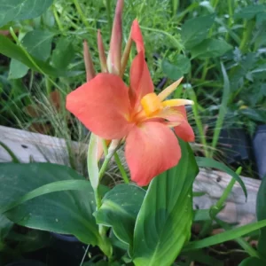 Canna Cannova Orange Shades Live Plant Plug - Vibrant Flowers - Image 1