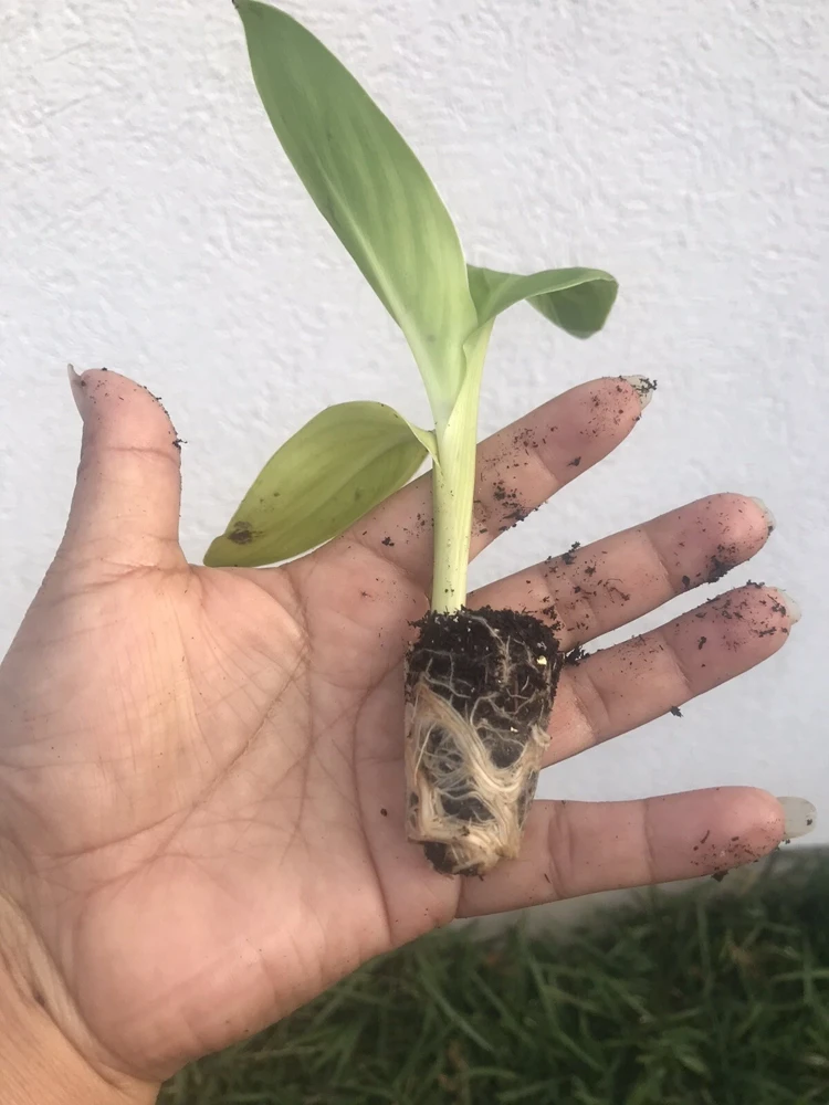 Canna Cannova Red Gold Flame Live Plant Plug 2.5 Inch Pot - Outdoor Annual Flower - Image 2