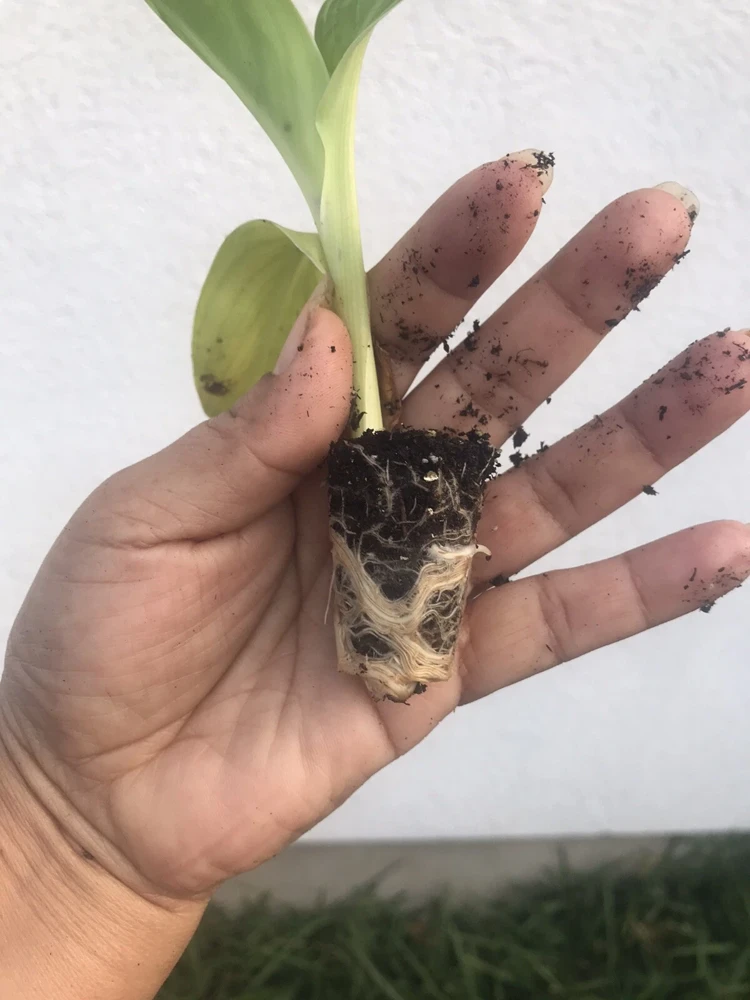 Canna Cannova Red Gold Flame Live Plant Plug 2.5 Inch Pot - Outdoor Annual Flower - Image 3