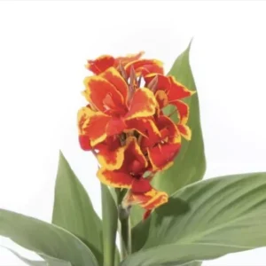 Canna Cannova Red Gold Flame Live Plant Plug 2.5 Inch Pot - Outdoor Annual Flower - Image 1
