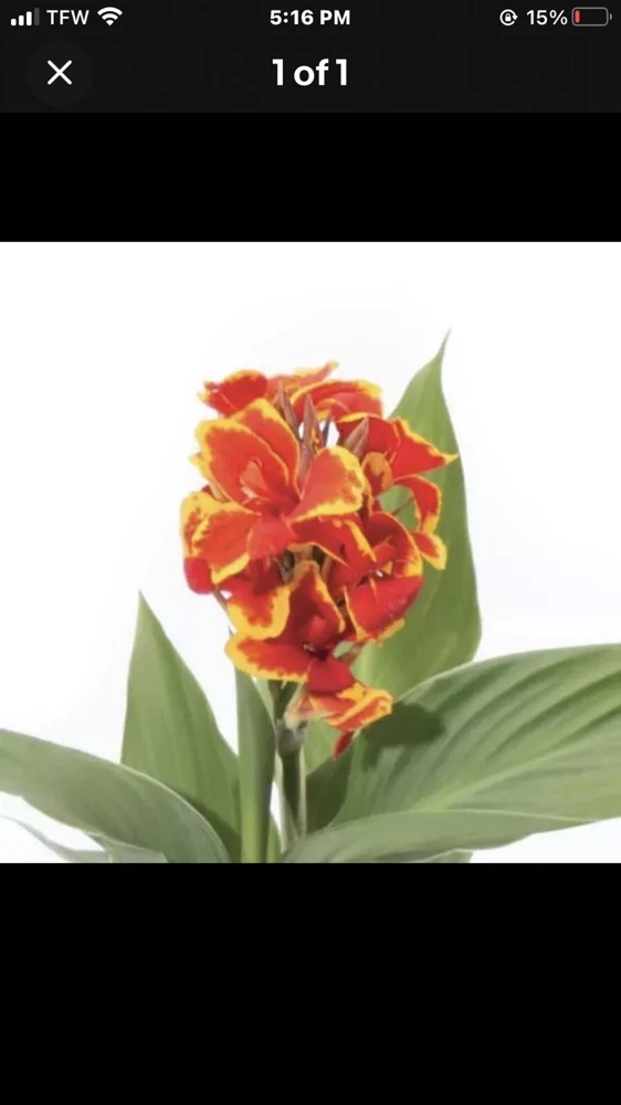 Canna Cannova Red Gold Flame Live Plant Plug 2.5 Inch Pot - Outdoor Annual Flower - Image 1
