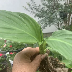 Canna Cannova Red Gold Flame Live Plant Plugs - Outdoor Annuals, Red Flowers, 30-48