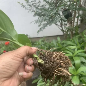 Canna Cannova Red Gold Flame Live Plant Plugs - Outdoor Annuals, Red Flowers, 30-48