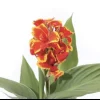 Canna Cannova Red Gold Flame Live Plant Plugs - Outdoor Annuals, Red Flowers, 30-48" Tall - Image 1