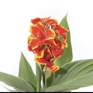 Canna Cannova Red Gold Flame Live Plant Plugs - Outdoor Annuals, Red Flowers, 30-48