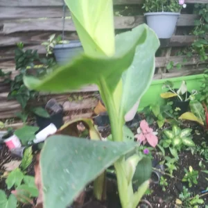 Canna Lily Bare Root Plant – Tropical Orange Blooms, Outdoor Perennial - Image 2