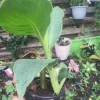Canna Lily Bare Root Plant – Tropical Orange Blooms, Outdoor Perennial - Image 1