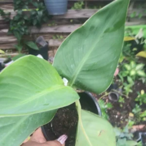 Canna Lily Bare Root Plant – Tropical Orange Blooms, Outdoor Perennial - Image 3