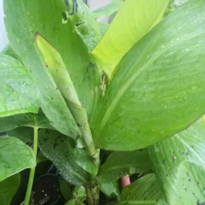 Canna Lily Bare Root Plant – Tropical Orange Blooms, Outdoor Perennial - Image 4