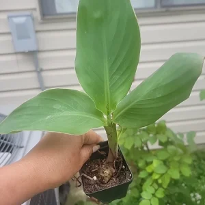 Canna Lily Bare Root Plant – Tropical Orange Blooms, Outdoor Perennial - Image 8