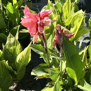 Canna Lily California Pink Bulbs - 2 Live Flower Plant Bulbs - Easy Grow, Tall Green Leaves - Image 3