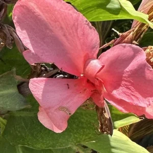Canna Lily California Pink Bulbs - 2 Live Flower Plant Bulbs - Easy Grow, Tall Green Leaves - Image 1