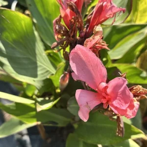 Canna Lily California Pink Live Plant - 1 Bulb, Pink Flowers, Tall Green Leaves, Indoor/Outdoor - Image 2