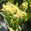 Canna Lily California Yellow Bulbs - 2 Live Flower Plant Bulbs for Garden - Image 1