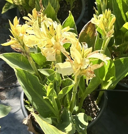 Canna Lily California Yellow Bulbs - 2 Live Flower Plant Bulbs for Garden - Image 1