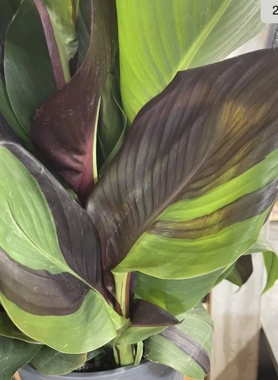 Canna Lily Cleopatra Live Plant Bulb - Variegated Leaves, Red Yellow Bloom, 1 Bulb, Indoor/Outdoor - Image 2
