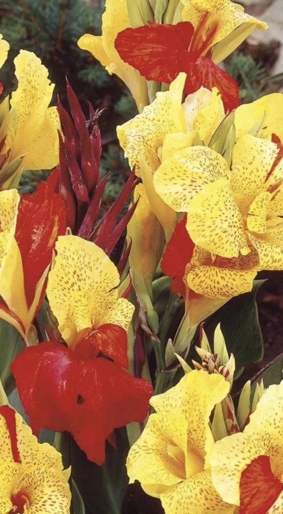 Canna Lily Cleopatra Live Plant Bulb - Variegated Leaves, Red Yellow Bloom, 1 Bulb, Indoor/Outdoor - Image 3