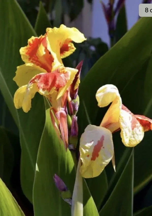 Canna Lily Cleopatra Live Plant Bulb - Variegated Leaves, Red Yellow Bloom, 1 Bulb, Indoor/Outdoor - Image 4