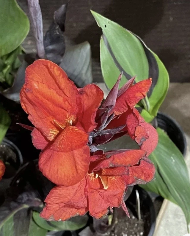 Canna Lily Cleopatra Live Plant Bulb - Variegated Leaves, Red Yellow Bloom, 1 Bulb, Indoor/Outdoor - Image 5
