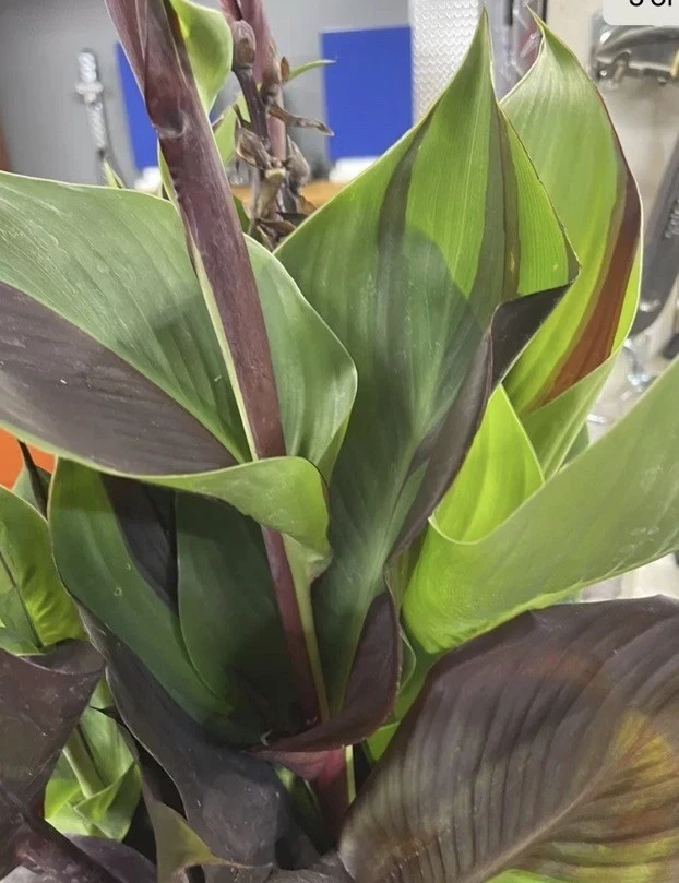 Canna Lily Cleopatra Live Plant Bulb - Variegated Leaves, Red Yellow Bloom, 1 Bulb, Indoor/Outdoor - Image 6