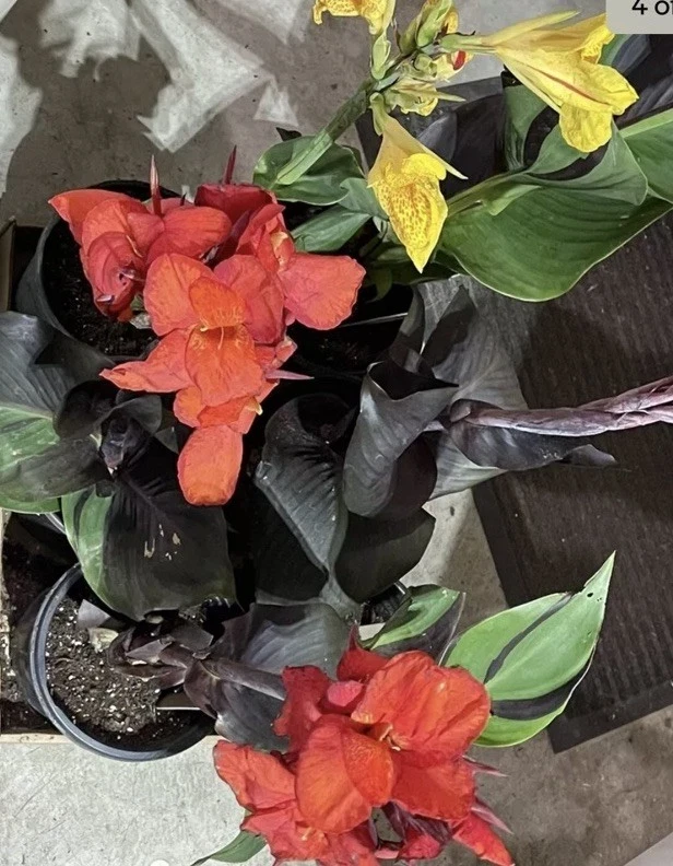 Canna Lily Cleopatra Live Plant Bulb - Variegated Leaves, Red Yellow Bloom, 1 Bulb, Indoor/Outdoor - Image 7