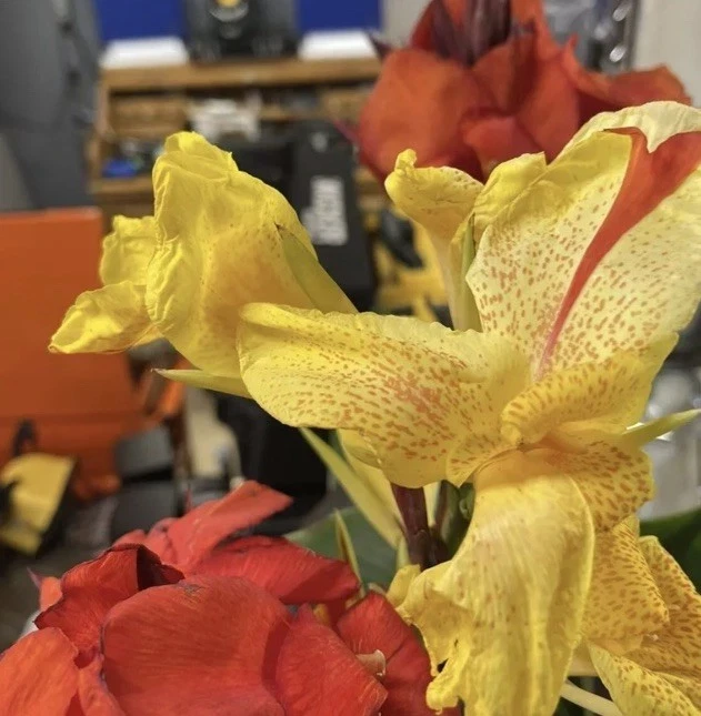Canna Lily Cleopatra Live Plant Bulb - Variegated Leaves, Red Yellow Bloom, 1 Bulb, Indoor/Outdoor - Image 8