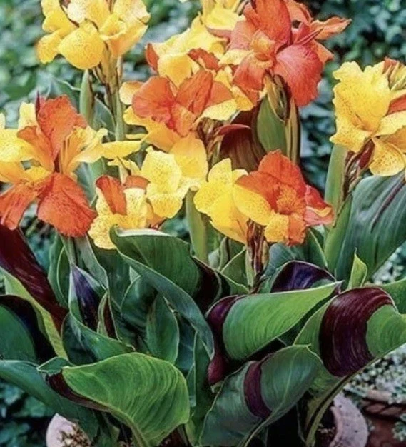 Canna Lily Cleopatra Live Plant Bulb - Variegated Leaves, Red Yellow Bloom, 1 Bulb, Indoor/Outdoor - Image 1