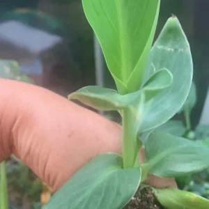 Canna Lily PAlaska Live Plant – White Angelic Blooms – 1 Plant in 2.5 Inch Pot - Image 3