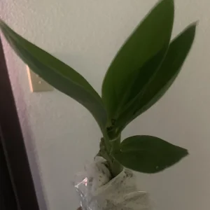 Canna Lily PAlaska Live Plant – White Angelic Blooms – 1 Plant in 2.5 Inch Pot - Image 4