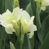 Canna Lily PAlaska Live Plant – White Angelic Blooms – 1 Plant in 2.5 Inch Pot - Image 1