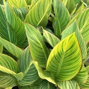 Canna Lily Pretoria Orange Variegated Bulbs - 5 Live Flower Plant Bulbs Outdoor - Image 2