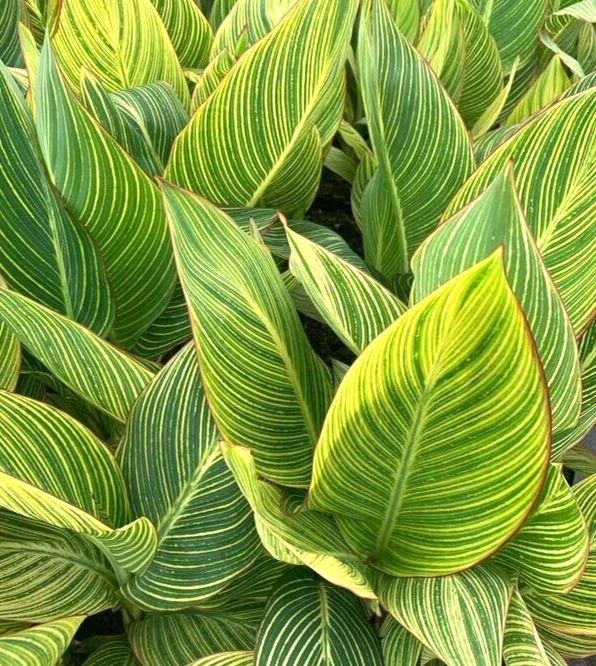 Canna Lily Pretoria Orange Variegated Bulbs - 5 Live Flower Plant Bulbs Outdoor - Image 2