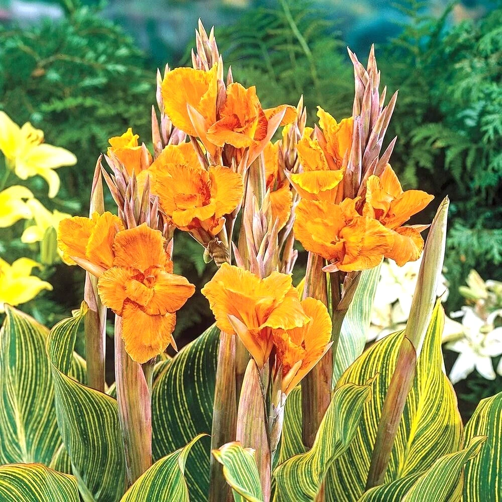 Canna Lily Pretoria Orange Variegated Bulbs - 5 Live Flower Plant Bulbs Outdoor - Image 3