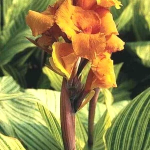 Canna Lily Pretoria Orange Variegated Bulbs - 5 Live Flower Plant Bulbs Outdoor - Image 4