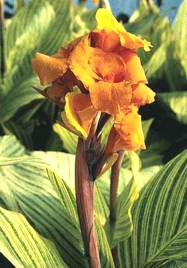 Canna Lily Pretoria Orange Variegated Bulbs - 5 Live Flower Plant Bulbs Outdoor - Image 4