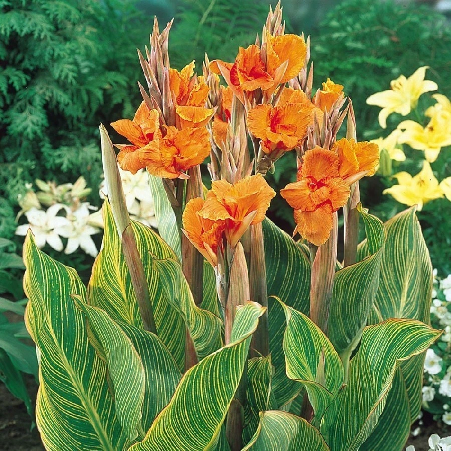 Canna Lily Pretoria Orange Variegated Bulbs - 5 Live Flower Plant Bulbs Outdoor - Image 7