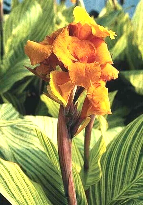 Canna Lily Pretoria Orange Variegated Bulbs - 5 Live Flower Plant Bulbs Outdoor - Image 1
